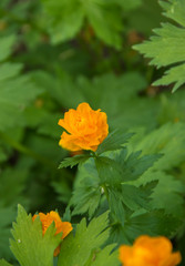 spring flowers troll european orange princess