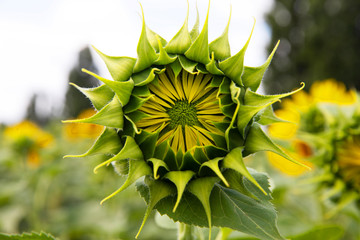 Sunflower Bud. Open flower bud of sunflower - macro photo. Bud of a yellow flower. A bud opening.