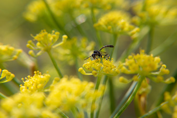 Parasitic wasp. Fennel.