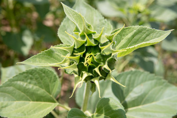 Sunflower Bud. Open flower bud of sunflower - macro photo. Bud of a yellow flower. A bud opening.