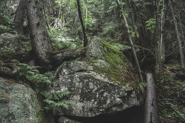 Forest in Hight Tatras
