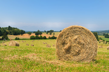 Agricultural landscape with round hay bale