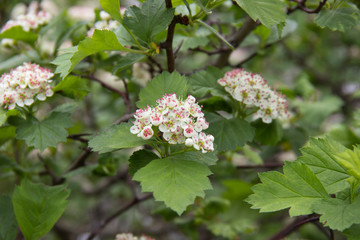 pale pink blooming BlackBerry flowers at the end of the spring season