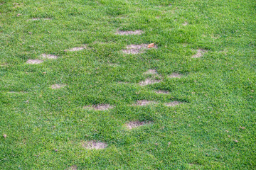 Beschädigte und abgenutzte Rasenfläche auf Golfplatz