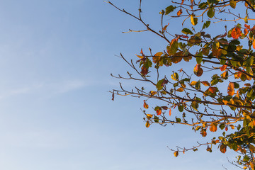 Colored leaves