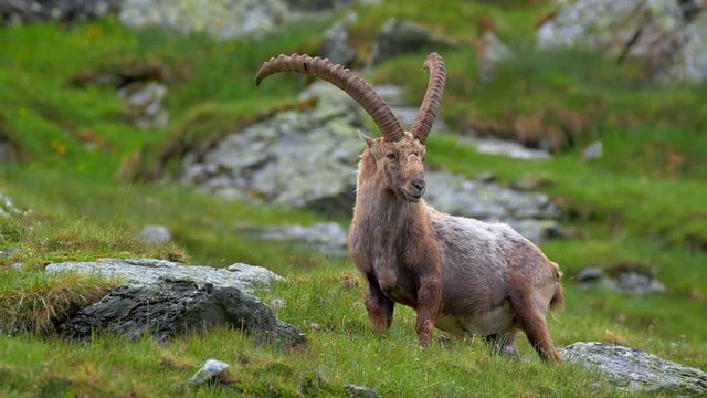 Alpine ibex scratching itself