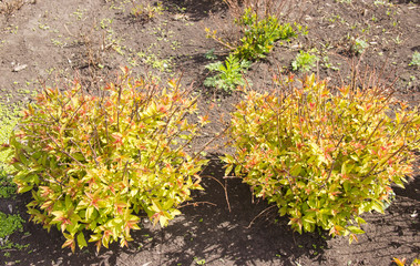 low shrub on the lawn in daylight