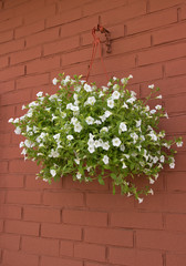 white Petunia flowers in pots on brick wall