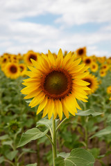Sunflower closeup. Field with sunflowers. Advertising sunflower seeds and oil. Advertising banner.