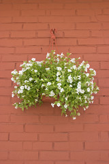white Petunia flowers in pots on brick wall