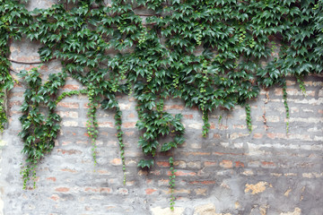 Red brick and gray old grungy cement surface covered with green climber vine leaves 