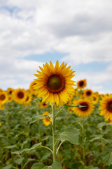 Sunflower closeup. Field with sunflowers. Advertising sunflower seeds and oil. Advertising banner.