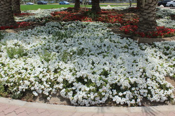 flowers in  garden the Kuwait city