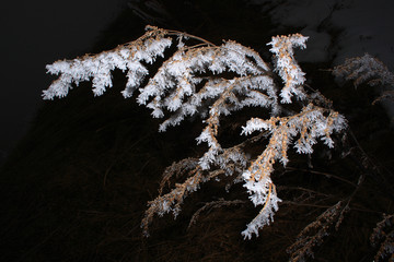 Caucasus. Ossetia. Genaldon gorge. Frozen plants.