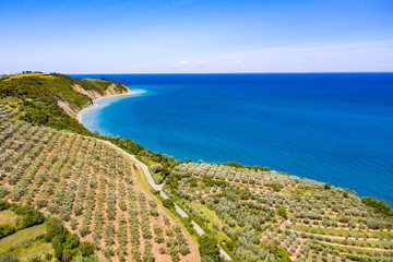 Aerial view of vineyard by the sea and seaside with viticulture