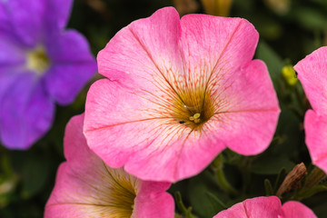 Fototapeta na wymiar Closeup view of a tender pink petunia flower. A bug drinks rainwater from inside the plant