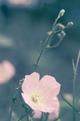 Blüte eines wilden Geraniums Vintage Filter