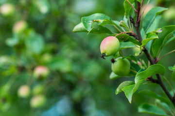 Soft pink apple fruits grow on a tree branch. Green leaves in the background. Summer in the orchard