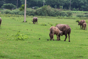 Fototapeta premium Asian Buffaloes