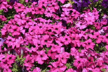 flowers in  garden the Kuwait city