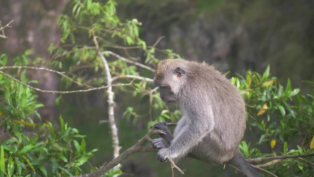 Bali macaque sitting in a tree near one of the Batur Volcano craters. Green foliage and rugged landscape in the background. Cute fuzzy gray face of long tailed monkey in Indonesia.