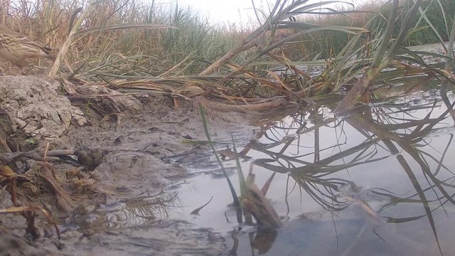 finch and bees living in a wet ecosystem together