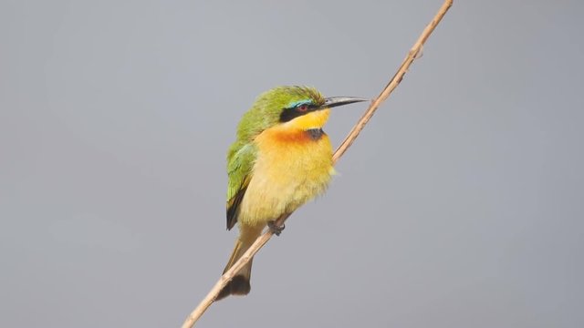 slow motion close of a little bee-eater on a stem at masai mara game reserve in kenya, africa- recorded at 180p