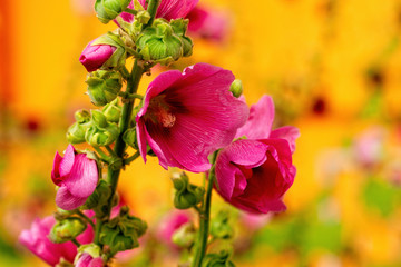 Obraz premium Beautiful purple malva, mallow, malvaceae, flowers, orange color background. Summer in the garden