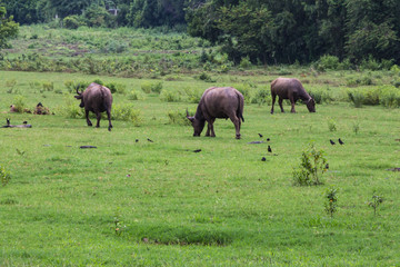Fototapeta premium Asian Buffaloes
