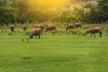 Fototapeta premium Asian Buffaloes