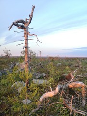 pine tree and blue sky