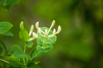 Beautiful garden flowers blossoming in the spring. Local flowers in park.