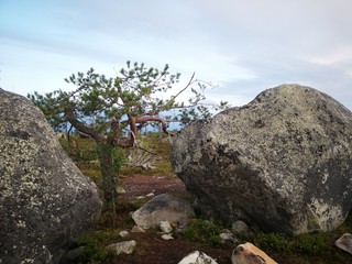 tree in mountains