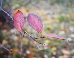 Red leaves of black chokeberry tree in autumn park