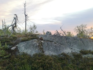 landscape with trees
