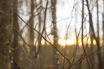 Autumn forest. Dry fall leaves and bare trees at evening.