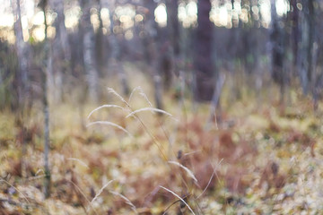 Autumn forest. Dry fall leaves and bare trees at evening.