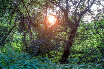 Die Abend Sonne wirft ihr Licht in die Bäume