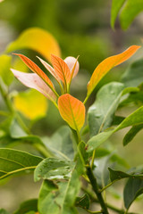 Avocado plant green blurry background.