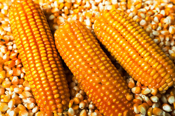 Corn on the cob corn on the grains background