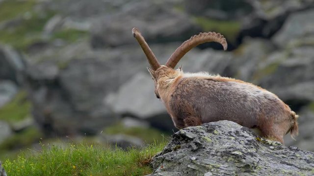 Alpine ibex (Capra ibex) in mountain environment
