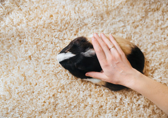 Loving owner stroking guinea pig. Portrait of a cute pet on a woolen background. Copy space. Fun...
