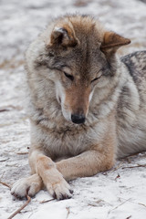 Obraz premium Modest (looks away) but a beautiful and strong female gray wolf is lying on the snow with his arms crossed gracefully. close-up