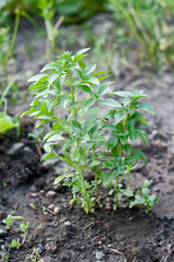 young basil plant in garden