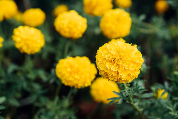 Flower (Tagetes erecta) yellow color in garden