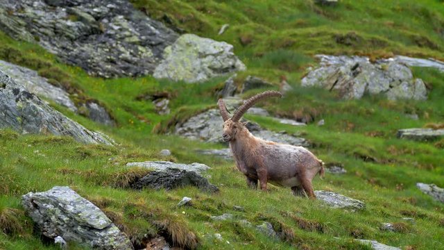 Alpine ibex (Capra ibex) scratching itself