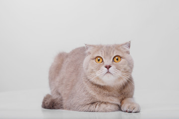 Obraz premium Funny large tabby cute kitten with beautiful big eyes. Pets and lifestyle concept. Lovely fluffy cat on grey background.