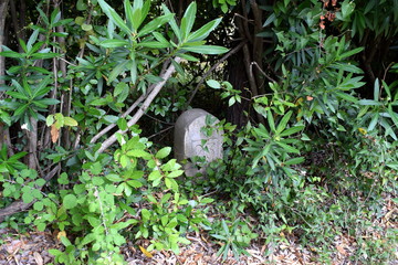 Obraz premium forest