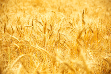 Wheat field. Ears of golden wheat close up. Beautiful Nature Sunset Landscape. Rich harvest Concept