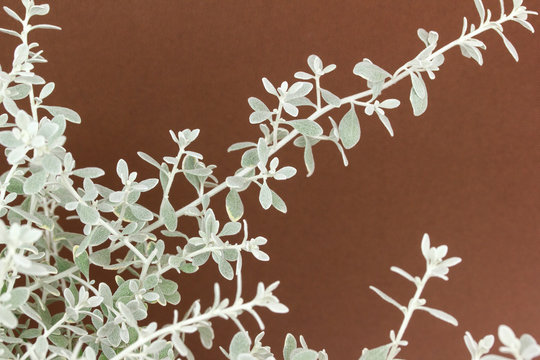 Olearia axillaris